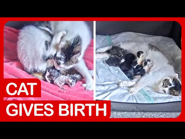 Cat Giving Birth to Six Kittens | Video of The Whole Birth
