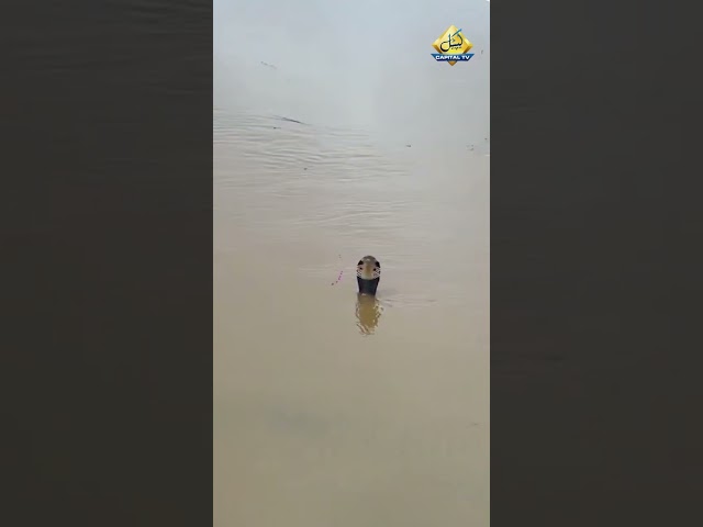 900 Snakes Escape During China Floods #china #snake #flood #shorts