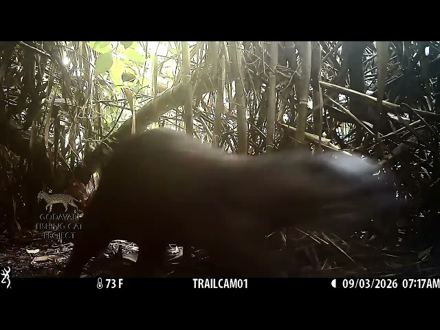 Fishing Cats vs Otters!