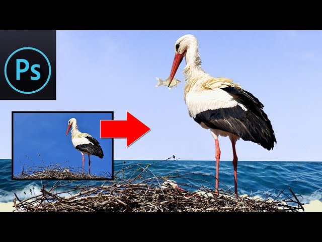 Quick and Easy Bird Photo Manipulation in Photoshop