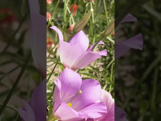 Native Gardens Don’t Have to Be Messy