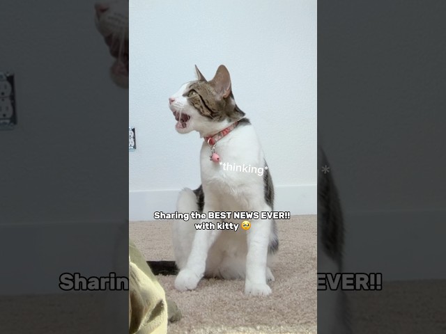 Kitty is still trying to grasp the concept that she can do bad things 😅