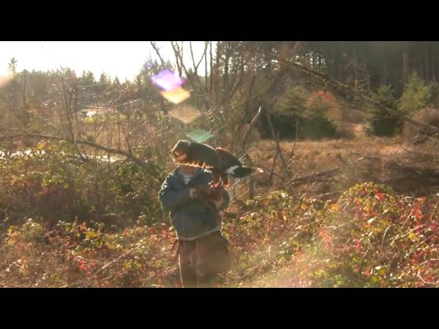 Falconry (in HD)