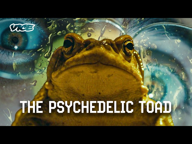 This Rare Desert Toad Produces the Most Potent Psychedelic on Earth | VICE | Blueprint