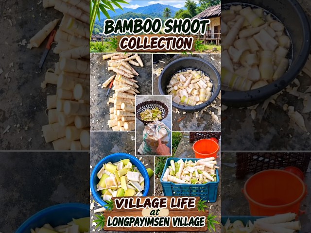 BAMBOO SHOOT COLLECTION VILLAGE LIFE AT LONGPAYIMSEN