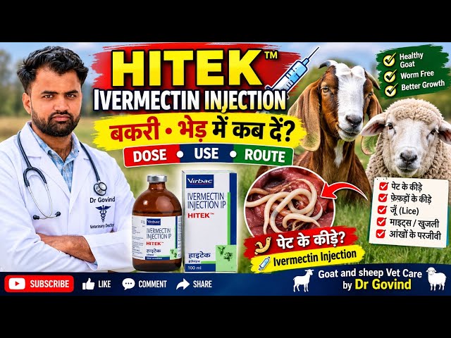 बकरी-भेड़ में Ivermectin Injection कब दें? 💉 | HITEK Dose, Uses, Route & Deworming