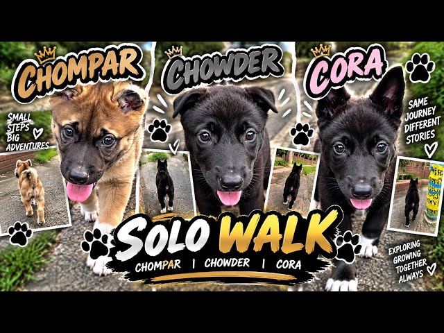 My First Solo Walk With My Akitas