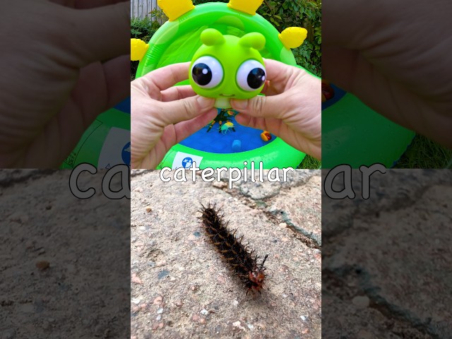 Fun Toys | Bug Insect Names for Kids to Learn at the Dino Pool: Jewel Beetle Tarantula Cicada