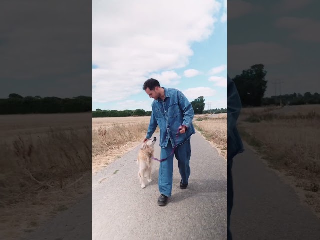 The dog was a paid actor…