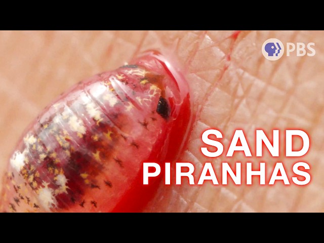 Beware of Flesh-Eating Sand Piranhas at the Beach | Deep Look