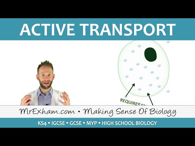 Active transport and end of topic check - GCSE Biology (9-1)