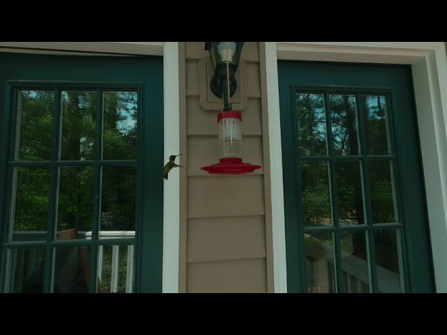 Male Ruby-Throated Hummingbird (VR180)