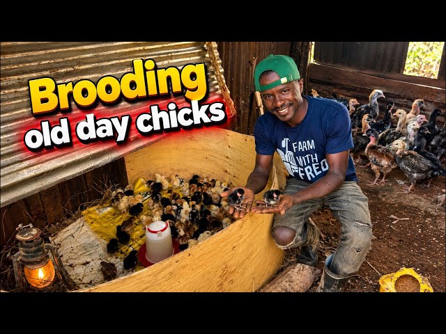 Day old Chicken brooding Tips. Save mortality upto 98% / Chicken rearing in Kenya