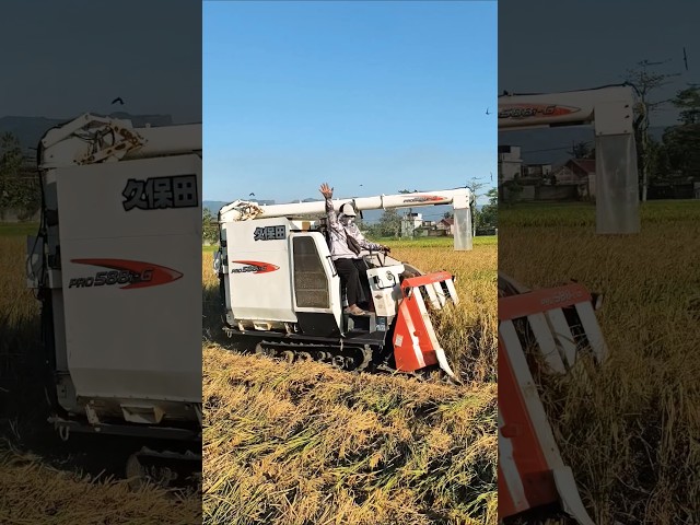 COMBINE HARVESTER KUBOTA ALA JEPANG eps 97 #kombisawah #combineharvester #kubotatractor #kubota