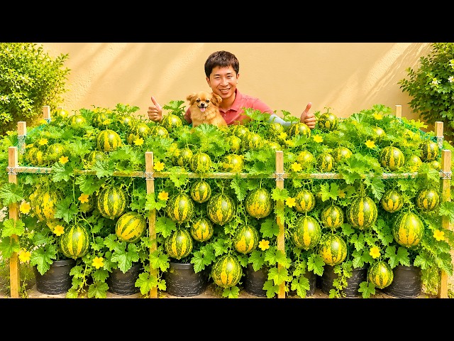 I Never Expected This Simple Melon Trellis to Produce Such an Incredible Harvest!