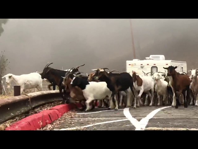 Goats on the Move at Berkeley Lab