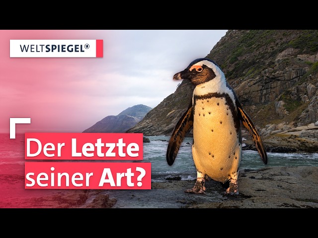 Massensterben der Brillenpinguine: Keine Fische, keine Zukunft? | Weltspiegel