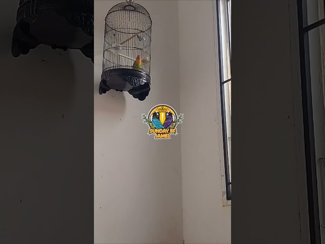 Burung