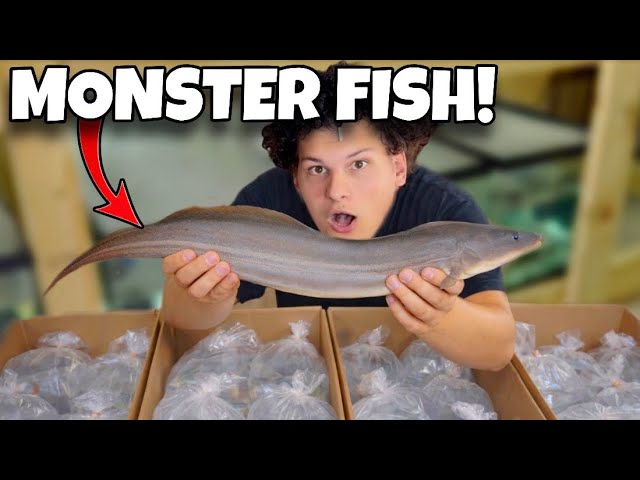 Unboxing INSANE African Monster Fish (Aba Aba, Giraffe Catfish & More)