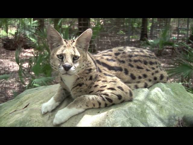 The SERVAL "Frankenkitty"