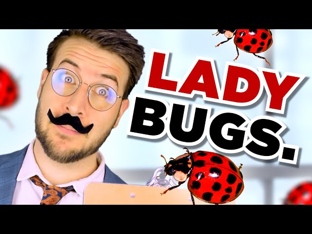 How Insects Got Their Names