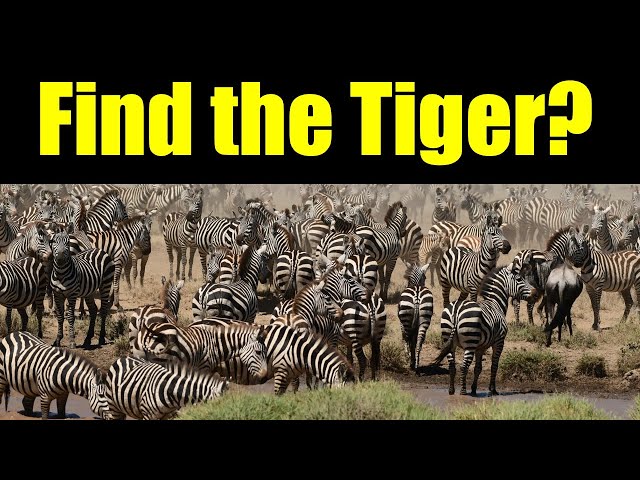 Find the Mystery Animal (With REAL Animal Sounds)