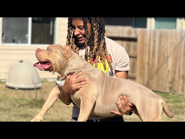 Pitbulls Destroy Raw Chicken **Who Finishes First???