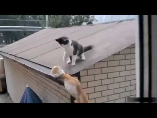 Funny videos 2015-cat videos funny cat videos