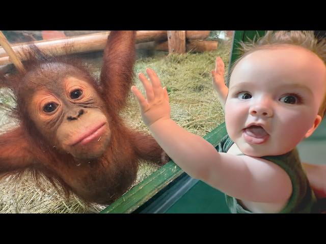 ENZO meets a BABY MONKEY!!  Family Zoo Day with me Safari dad!  Adley Niko & Navey see crazy animals