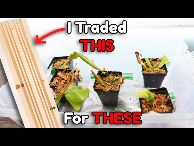Trading My Labor For Carnivorous Plants