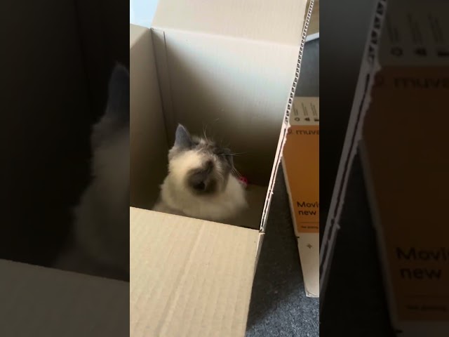 Packing for a move when you have cats #short