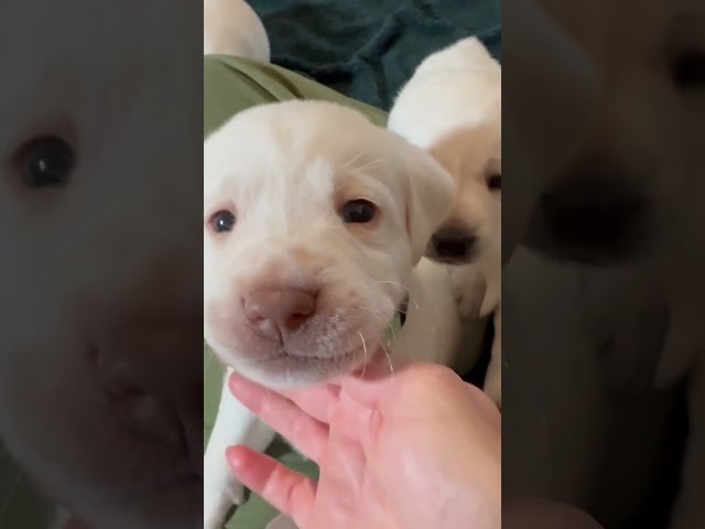 A Ferocious Cuteness Competition with Labrador Retriever Puppies. 1 Month Old ADORABLE Lab Puppies
