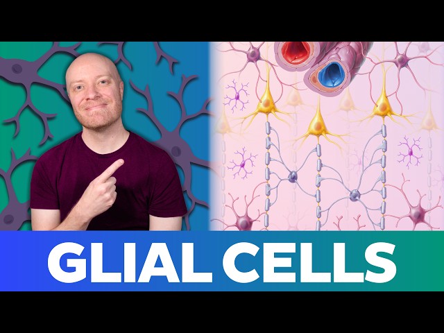 Glial Cells Explained: The 4 Types You NEED to Know