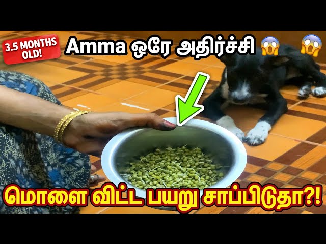 3 1/2 மாதம் ஆன நாட்டு நாய் “Gaani” மொளை விட்ட பயறு சாப்பிடுதா?Amma ஒரே அதிர்ச்சி😱| Indian Puppy Food