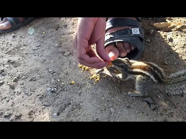 squirrel feeding through my hand in slow motion