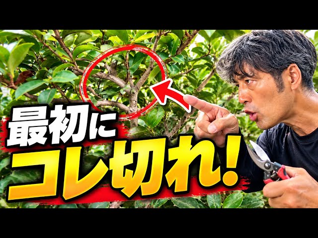 [Garden Tree Pruning] Dramatically Speed Up Your Work by Removing Unnecessary Branches First! Pru...