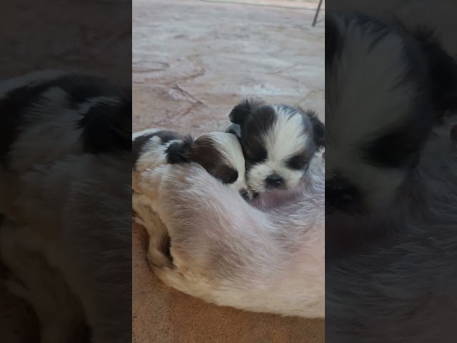 Filhotes Shih-tzu lindos