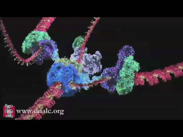 Mechanism of DNA Replication (Basic)
