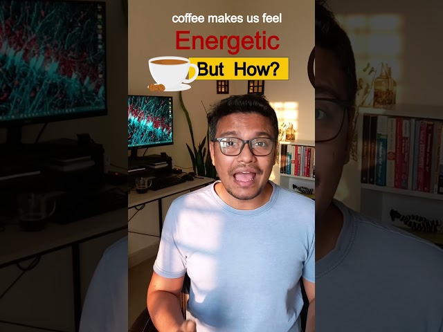 How coffee affects your brains ? Why we feel energetic after a cup of coffee