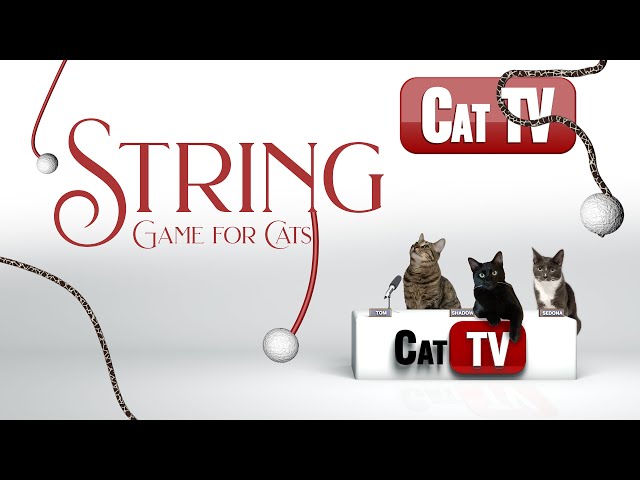 CAT TV Games | It's All About the STRING! | String Game for Cats to Watch