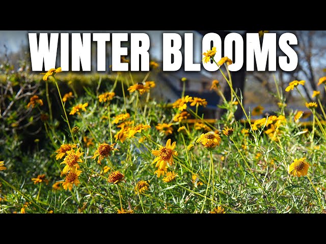 The Best Native Plant for Texas Hell Strips (Skeleton-leaf Goldeneye)