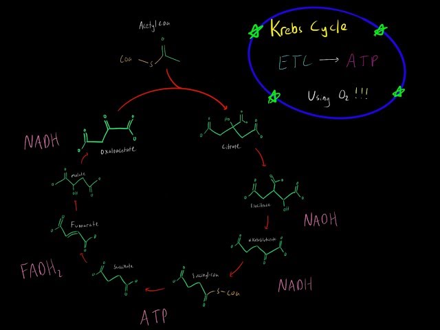 Krebs Cycle & Electron Transport Chain (EVERYTHING YOU NEED TO KNOW BY MCAT 99th% SCORER)
