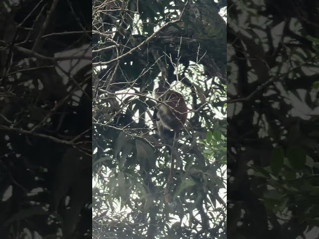 Red Colobus in a tree