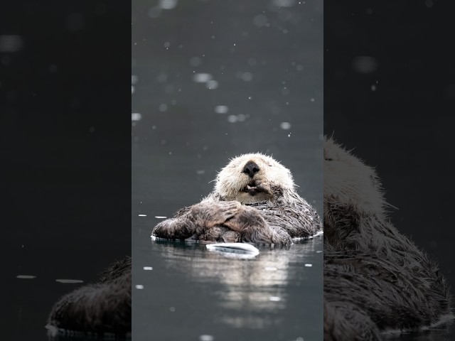 Sea otter foster moms!