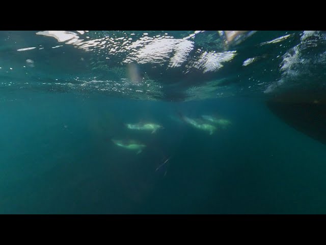 Dolphins underwater - off Stornoway, Isle of Lewis, Scotland [July 2022]