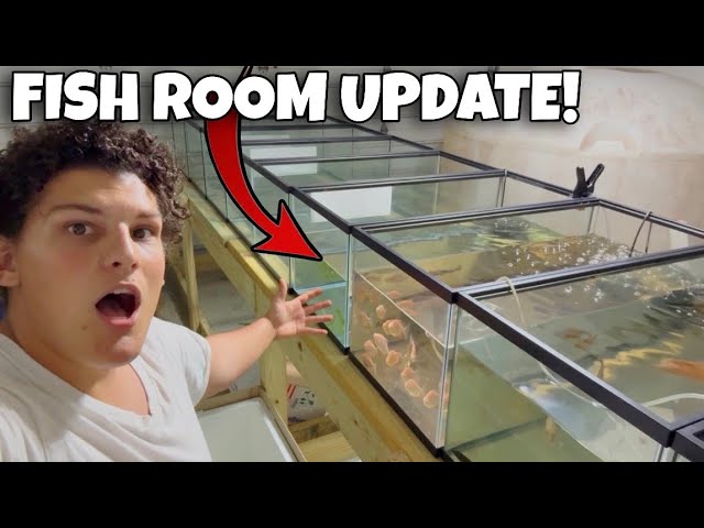 My Fish Room Is Finally Coming Together (Full Update)