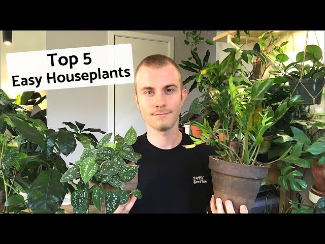 Top 5 Easy/Beginner Houseplants