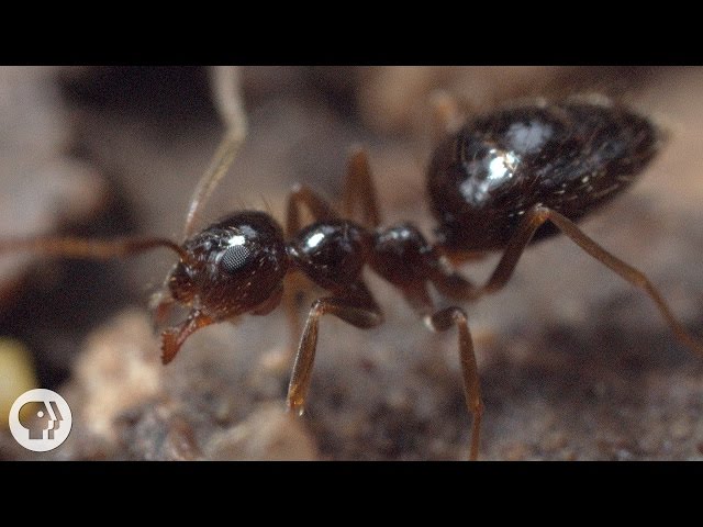 Winter is Coming For These Argentine Ant Invaders | Deep Look
