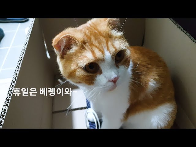 [4k] 오랜만에 베레와 함께 산책을 했습니다.