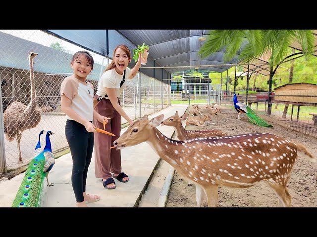 Kasih Makan Rusa, Merak dan Burung Unta di Kebun Binatang Mini